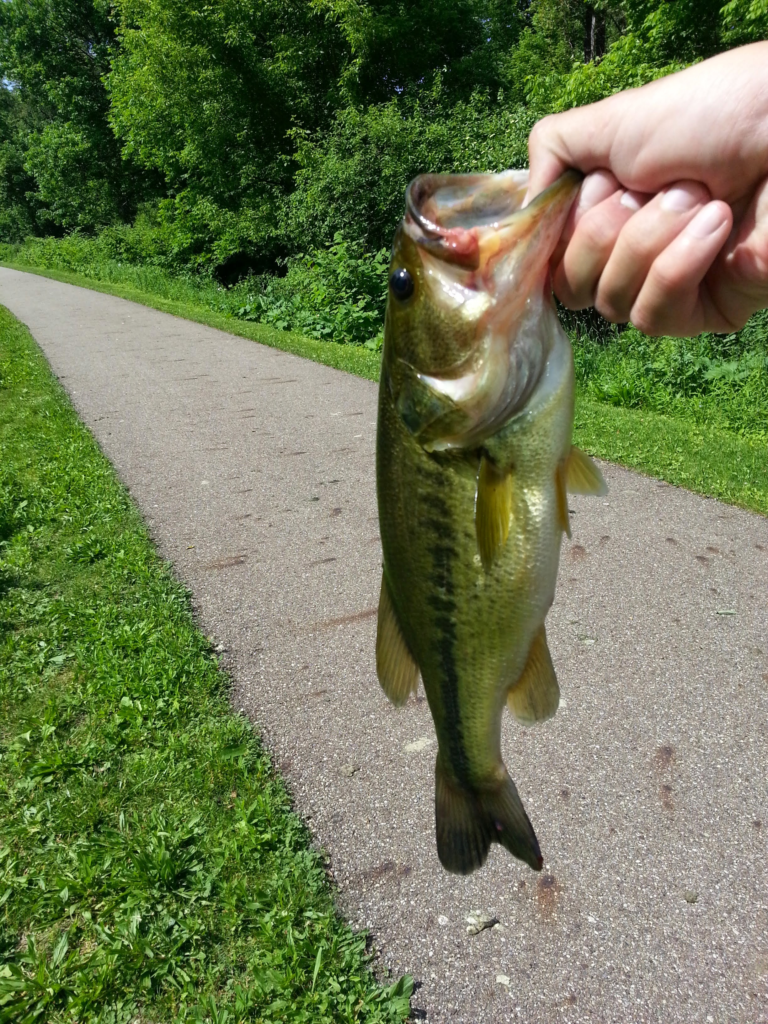 A largemouth bass caught in the Ohio Erie Canal