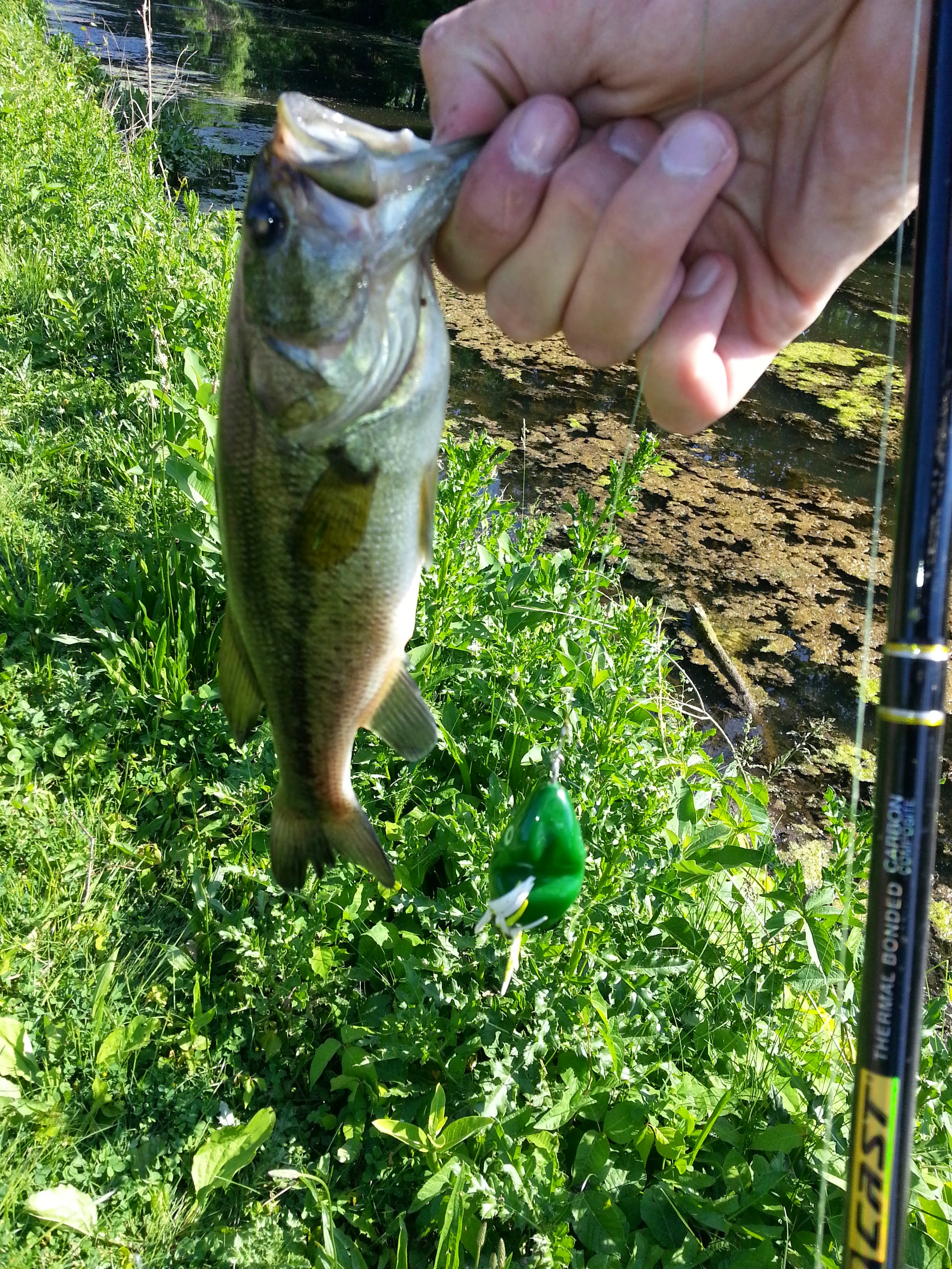 A small bass on a Scum Frog®