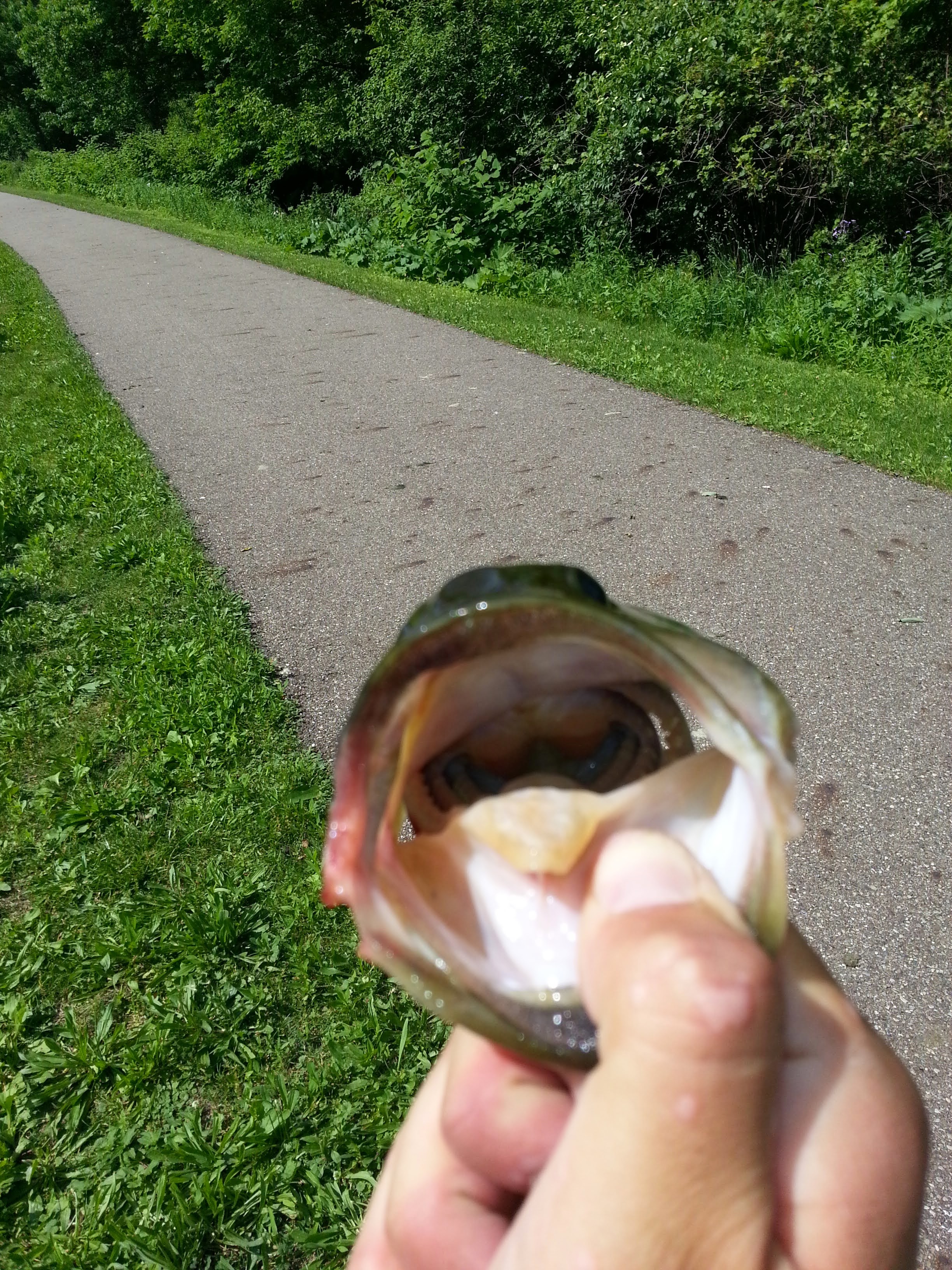 The mouth of a largemouth bass caught in the Ohio Erie Canal