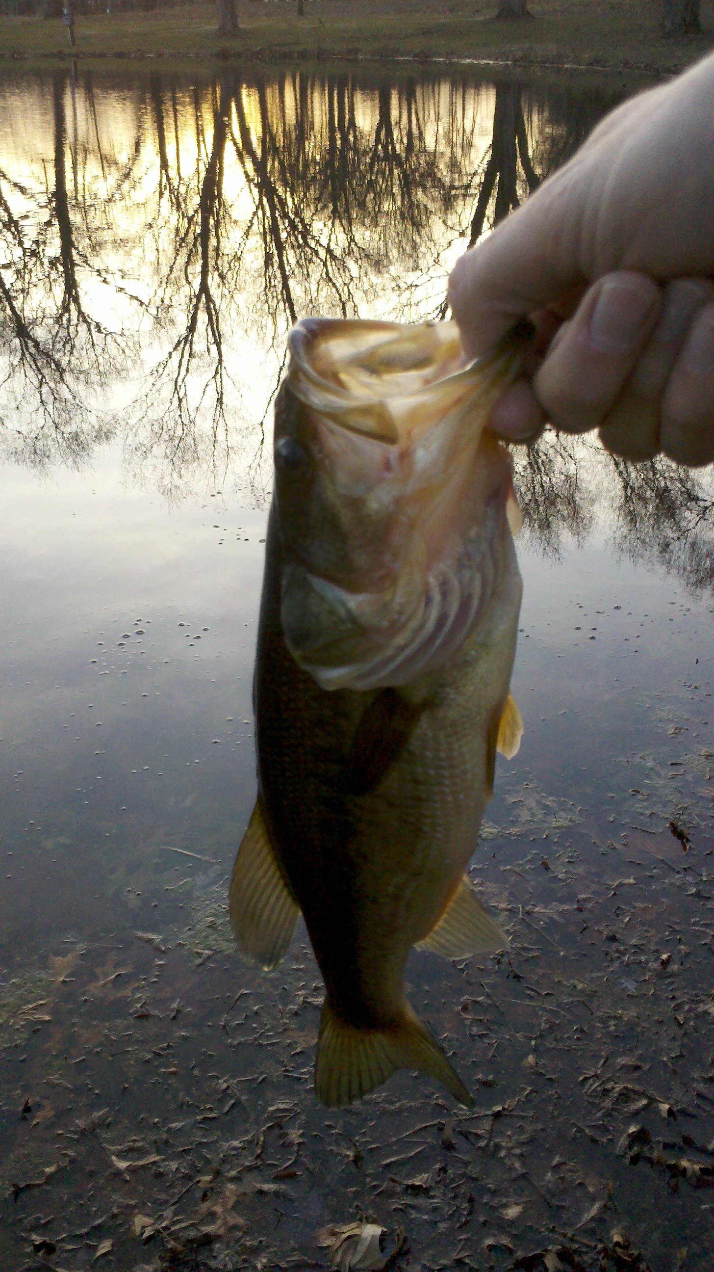 My right hand holding a largemough bass over a pond with a reflection of trees and the sunset