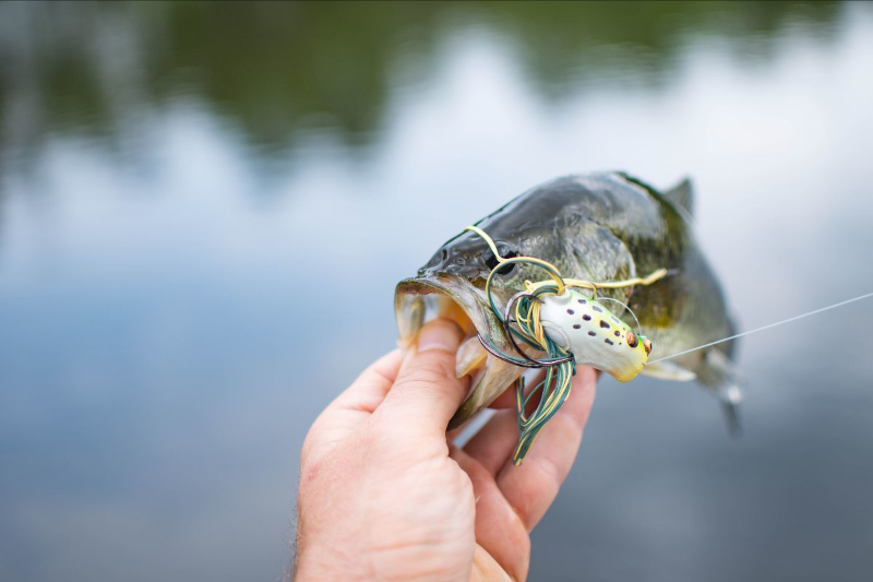 Best Topwater Lures for Bass Fishing in 2023 On