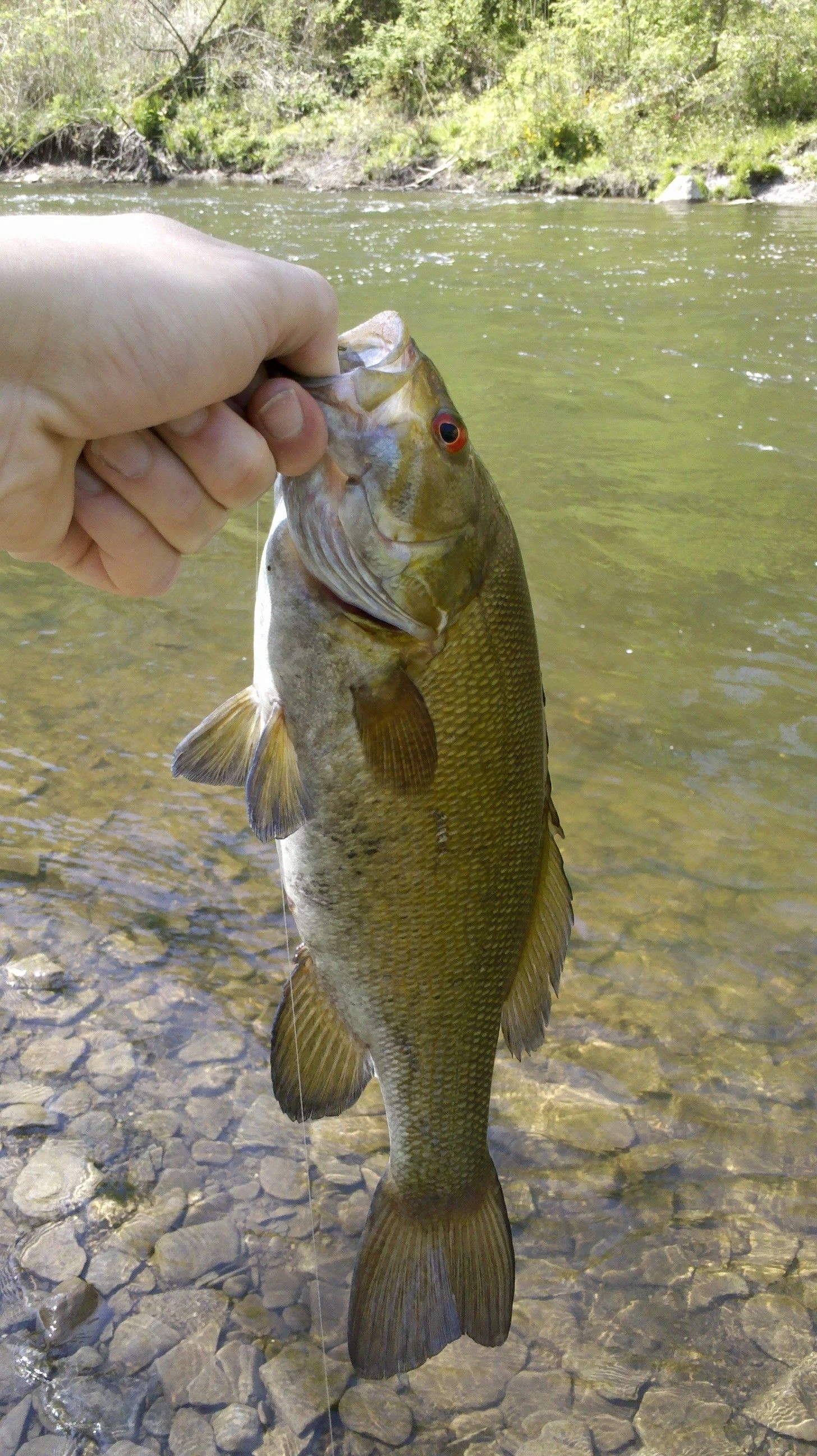 My hand holding up a smallmouth bass with red eyes along the bank of the Cuyahoga River